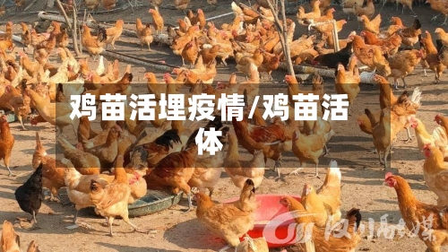 鸡苗活埋疫情/鸡苗活体