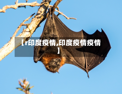 【r印度疫情,印度疫情疫情】-第2张图片