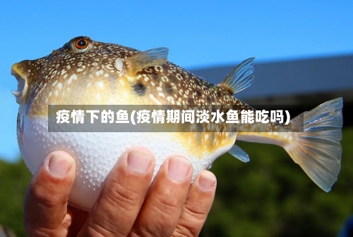 疫情下的鱼(疫情期间淡水鱼能吃吗)